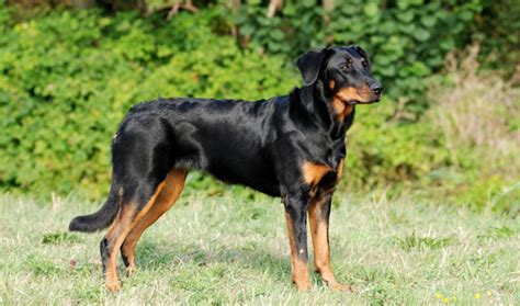 boucheron hond
